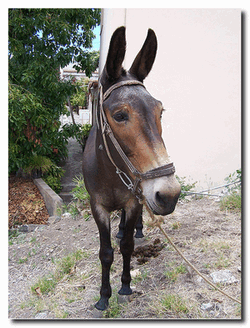 emule1 Velocizzare Emule